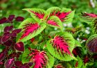 The Power of Green: How Plants Transform Our Health, Mood, and Environment