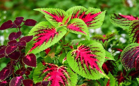 The Power of Green: How Plants Transform Our Health, Mood, and Environment