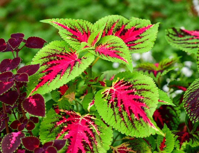 The Power of Green: How Plants Transform Our Health, Mood, and Environment