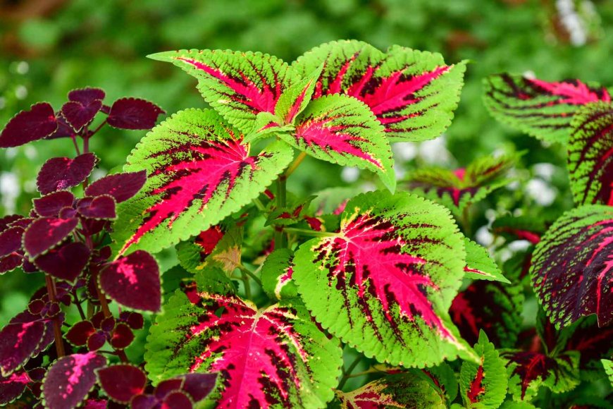 The Power of Green: How Plants Transform Our Health, Mood, and Environment